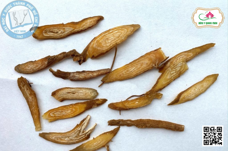 Sâm Bố Chính - Abelmoschus Sagittifolius, Malvaceae