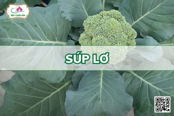 Súp Lơ - Brassica Oleracea L. Var. Botrytis L