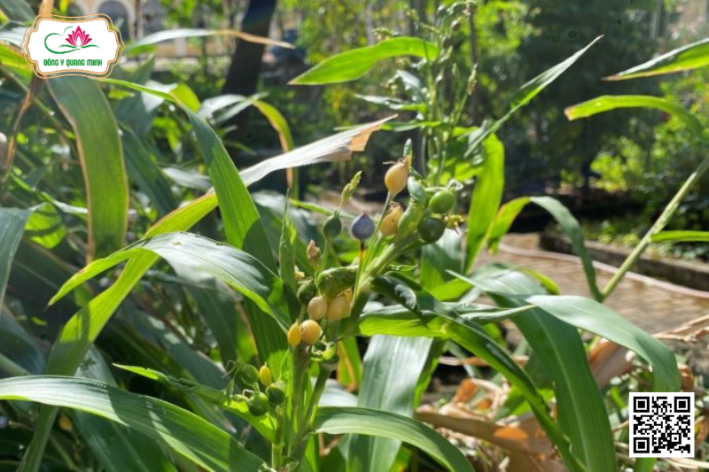 Ý Dĩ - Coix Lacryma-jobi, Poaceae