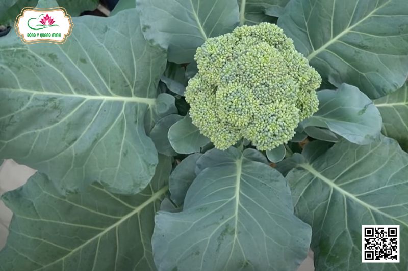 Súp Lơ - Brassica Oleracea L. Var. Botrytis L