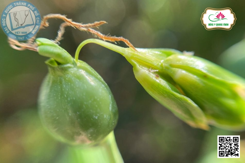 Ý Dĩ - Coix Lacryma-jobi, Poaceae