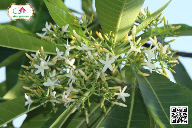 Sữa Lá To - Alstonia Macrophylla Wall. Ex G. Don