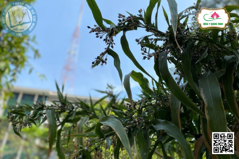 Ý Dĩ - Coix Lacryma-jobi, Poaceae