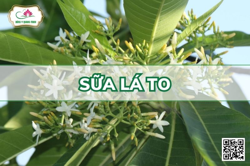 Sữa Lá To - Alstonia Macrophylla Wall. Ex G. Don