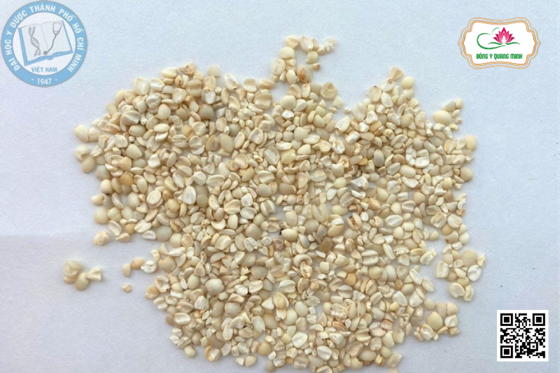 Ý Dĩ - Coix Lacryma-jobi, Poaceae