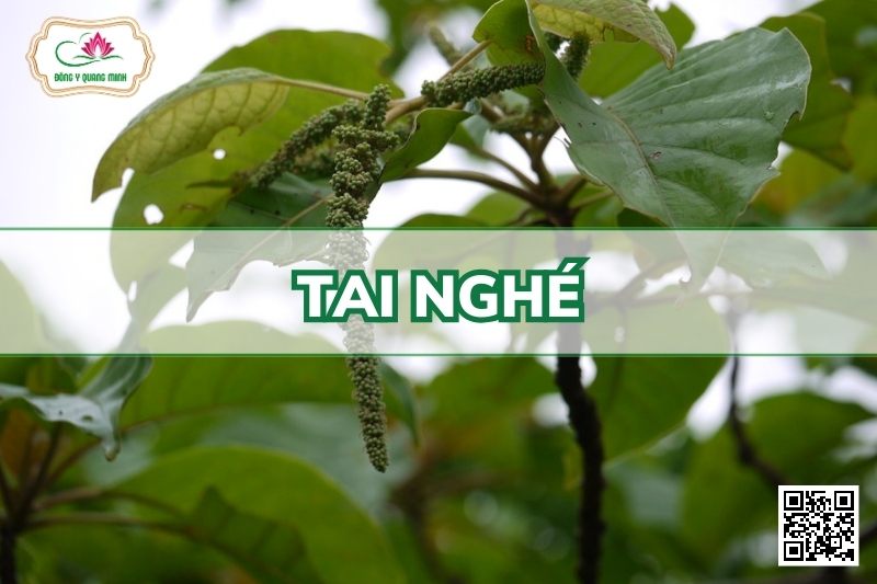 Tai Nghé - Hymenodictyon Orixense (Roxb.) Mabb