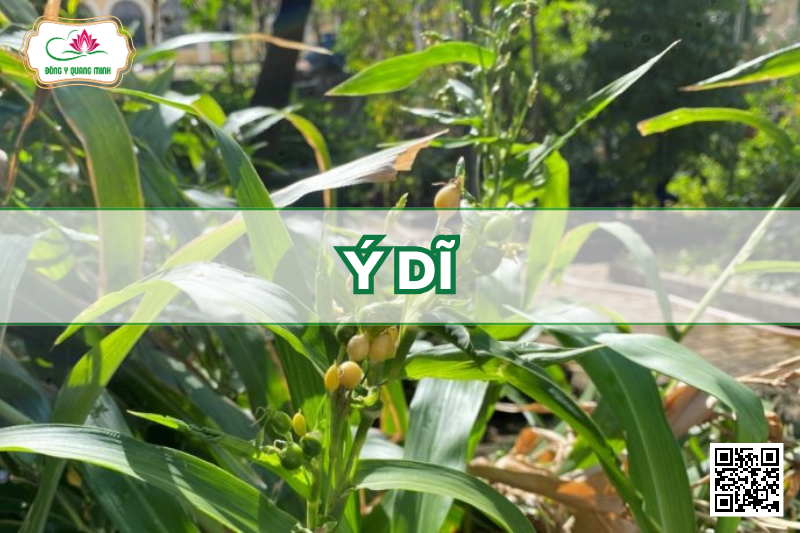 Ý Dĩ - Coix Lacryma-jobi, Poaceae