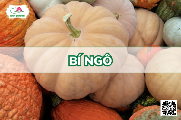 Bí Ngô – Cucurbita Pepo, Cucurbitaceae