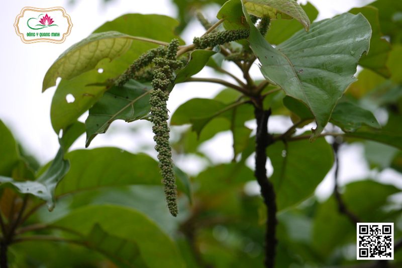 Tai Nghé - Hymenodictyon Orixense (Roxb.) Mabb