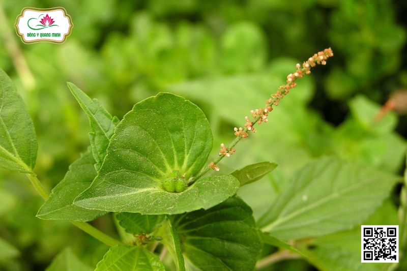 Tai Tượng Úc - Acalypha Australis L
