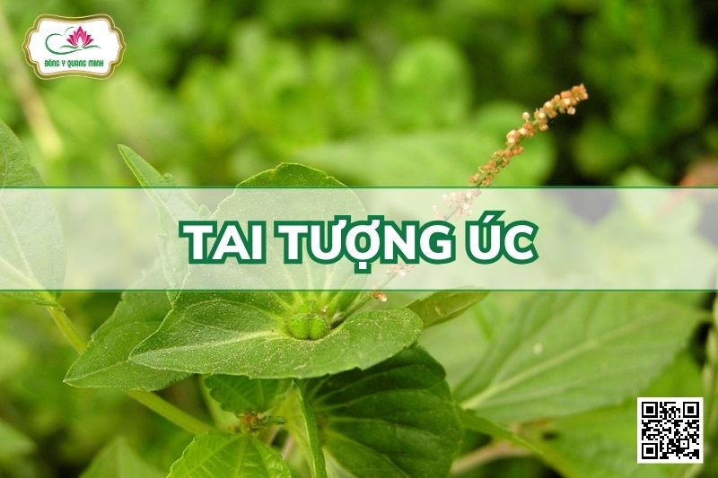Tai Tượng Úc - Acalypha Australis L