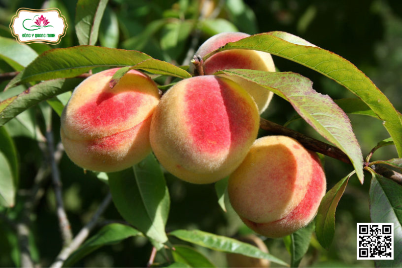 Đào - Prunus Persica, Rosaceae