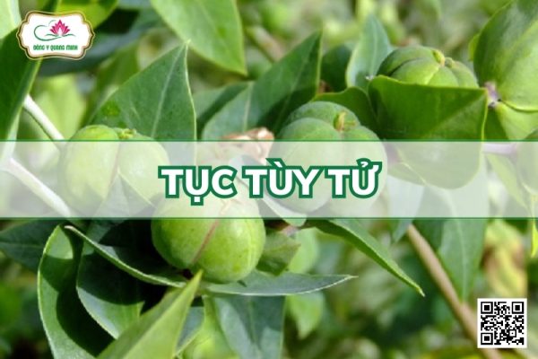Tục Tùy Tử - Euphorbia Lathyris L