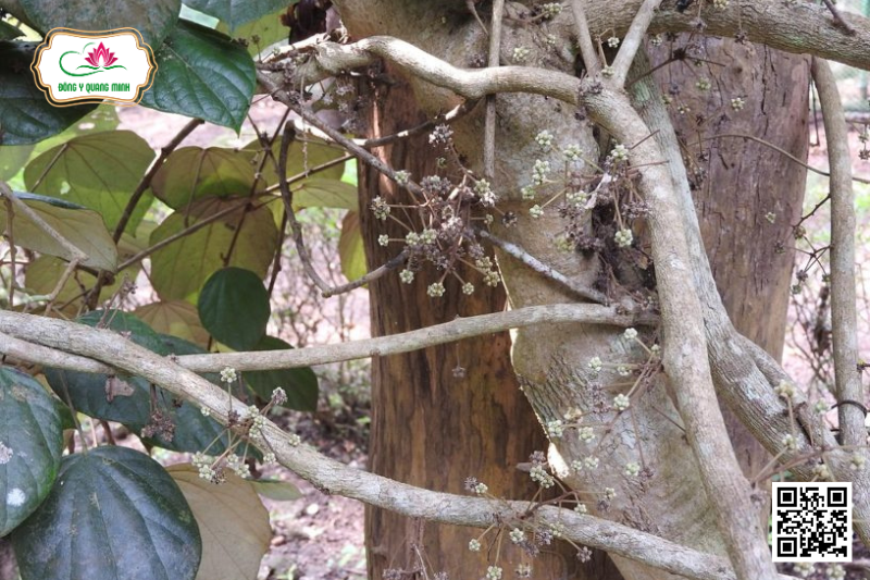 Vàng Đắng – Coscinium Fenestratum, Menispermaceae