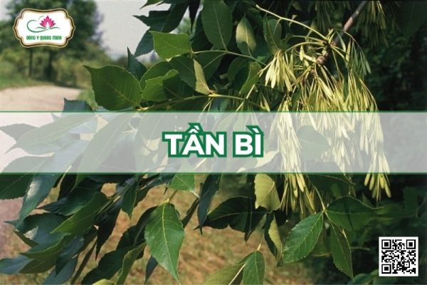 Tần Bì - Fraxinus Chinensis Roxb