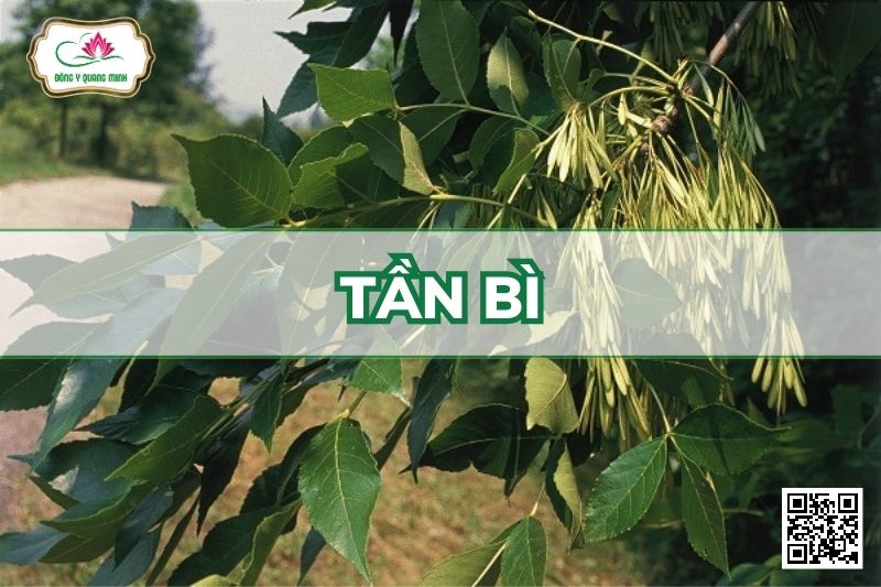 Tần Bì - Fraxinus Chinensis Roxb
