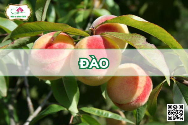 Đào - Prunus Persica, Rosaceae