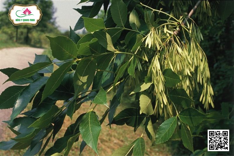 Tần Bì - Fraxinus Chinensis Roxb