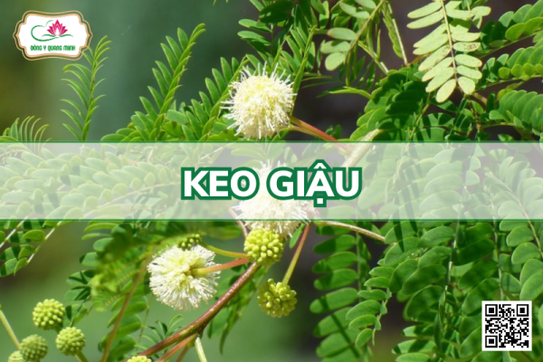 Keo Giậu - Leucaena Leucocephala, Fabaceae