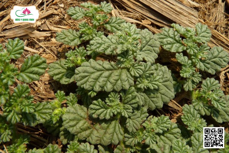 Cáp Điền - Coldenia Procumbens L.