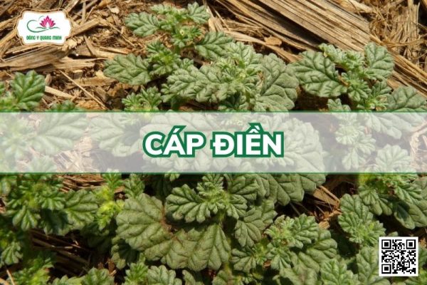 Cáp Điền - Coldenia Procumbens L.