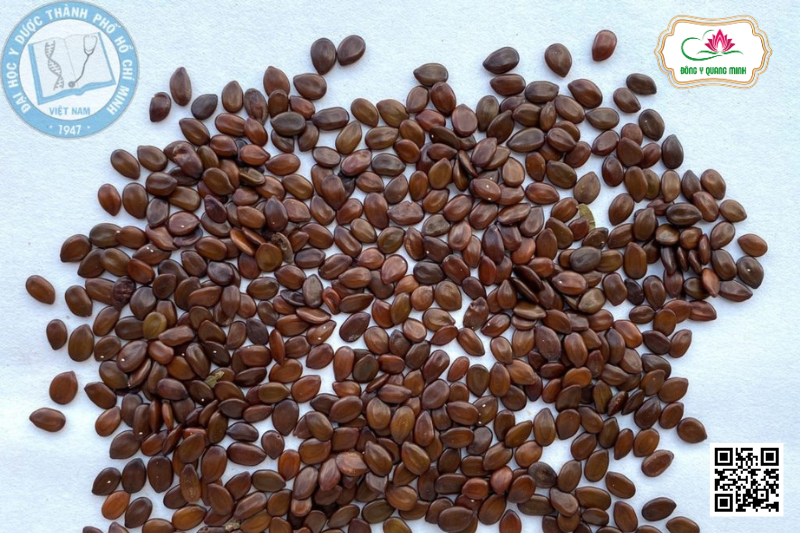 Keo Giậu - Leucaena Leucocephala, Fabaceae