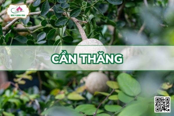 Cần Thăng - Limonia Acidissima L