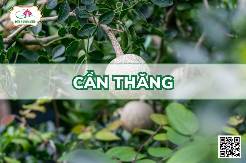 Cần Thăng - Limonia Acidissima L