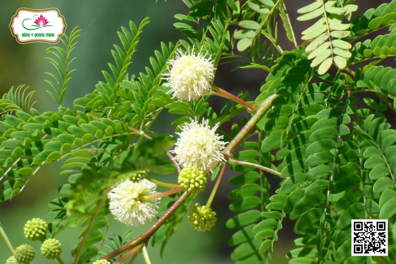 Keo Giậu - Leucaena Leucocephala, Fabaceae