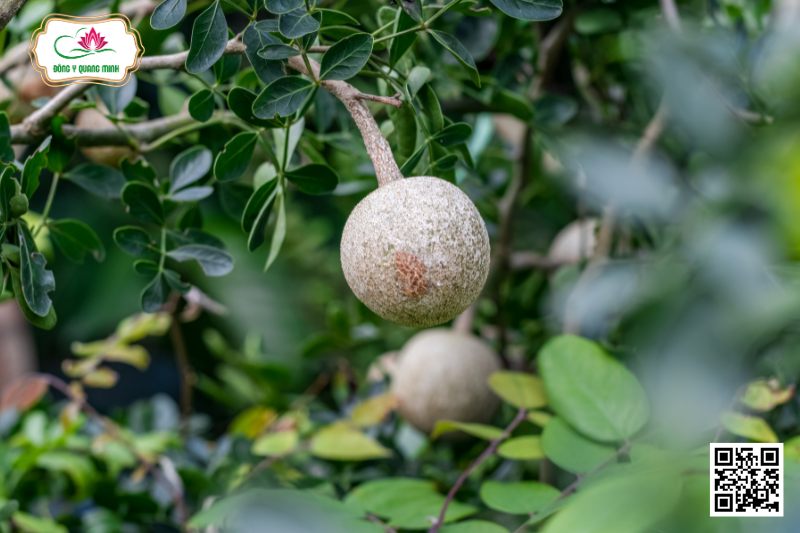 Cần Thăng - Limonia Acidissima L