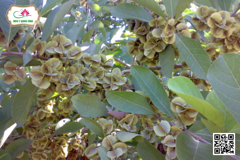 Trâm Bầu – Combretum Quadrangulare, Combretaceae