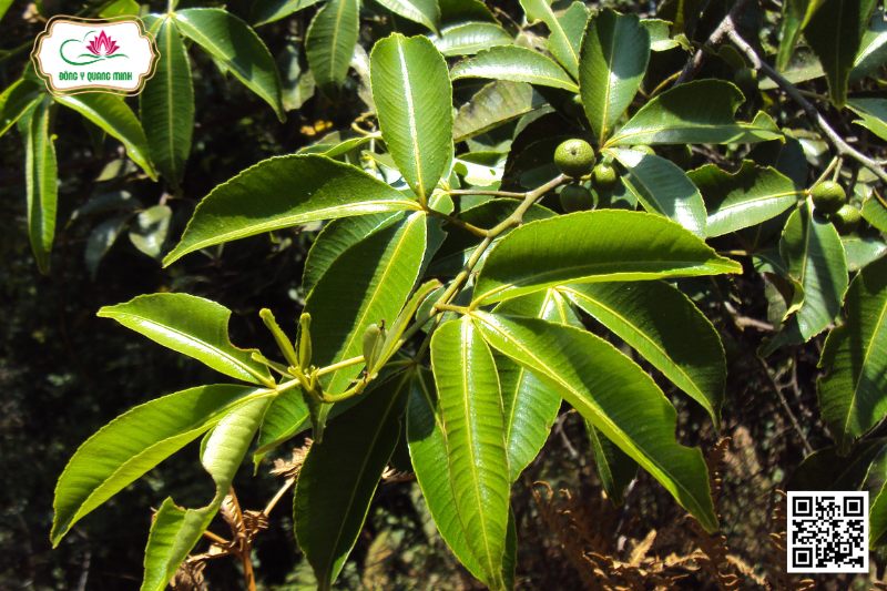 Cây Bún - Toddalia Asiatica (L.) Lam