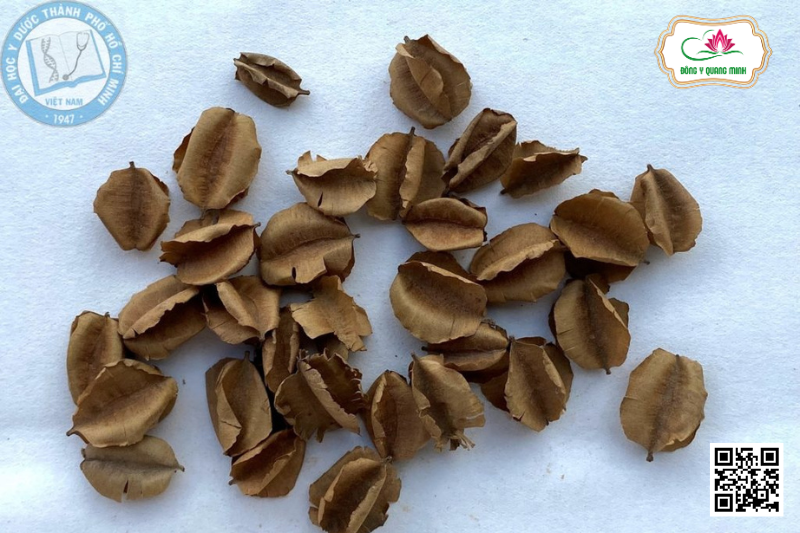 Trâm Bầu – Combretum Quadrangulare, Combretaceae