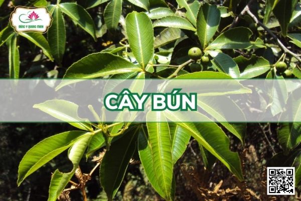 Cây Bún - Toddalia Asiatica (L.) Lam