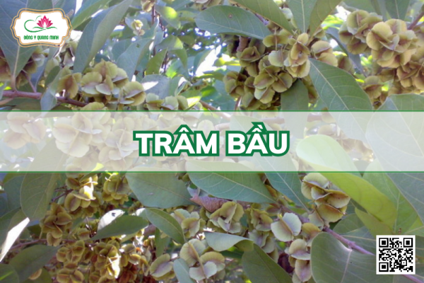 Trâm Bầu – Combretum Quadrangulare, Combretaceae