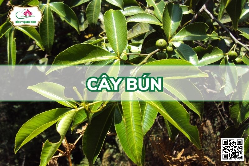 Cây Bún - Toddalia Asiatica (L.) Lam