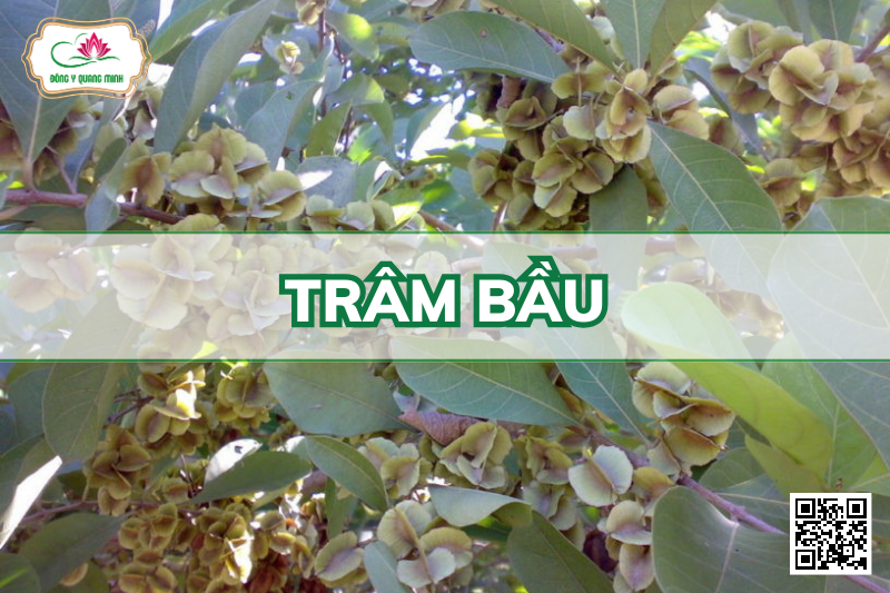 Trâm Bầu – Combretum Quadrangulare, Combretaceae