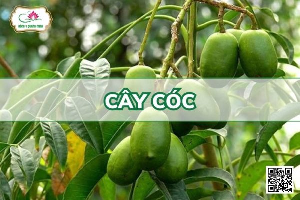 Cây Cóc - Spondias Dulcis Soland. Ex Forst.F