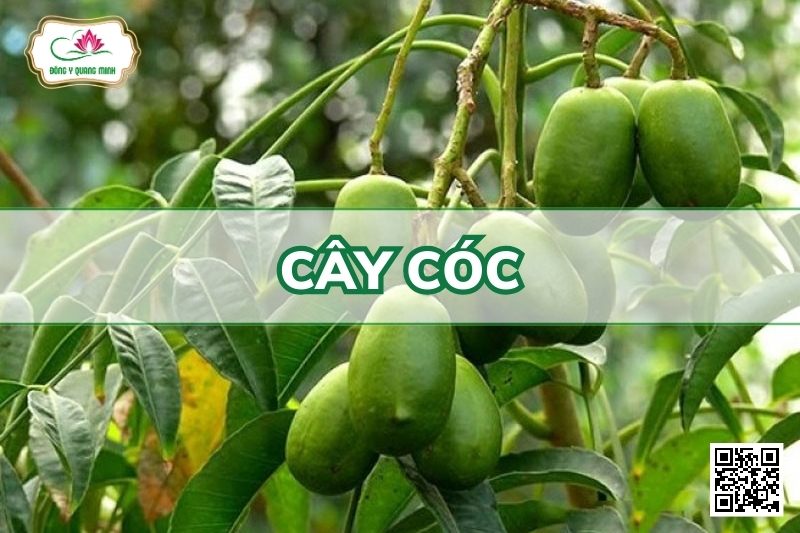 Cây Cóc - Spondias Dulcis Soland. Ex Forst.F