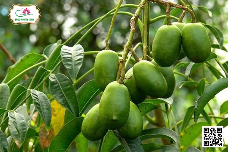 Cây Cóc - Spondias Dulcis Soland. Ex Forst.F