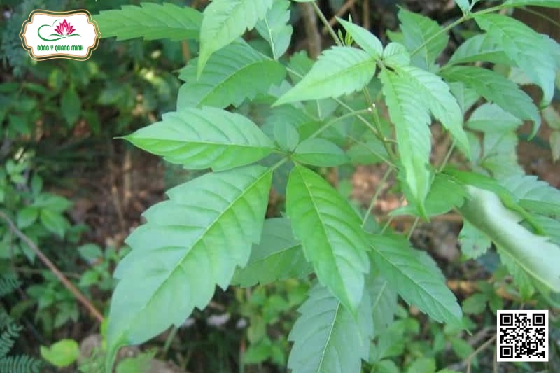 Quan Âm Núi - Vitex Quinata (Lour.) F. N. Will