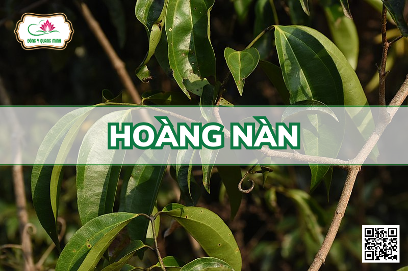 Hoàng nàn –Strychnos wallichiana, Loganiaceae