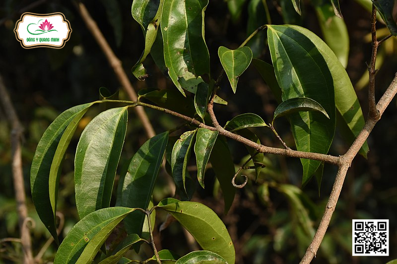 Hoàng nàn –Strychnos wallichiana, Loganiaceae