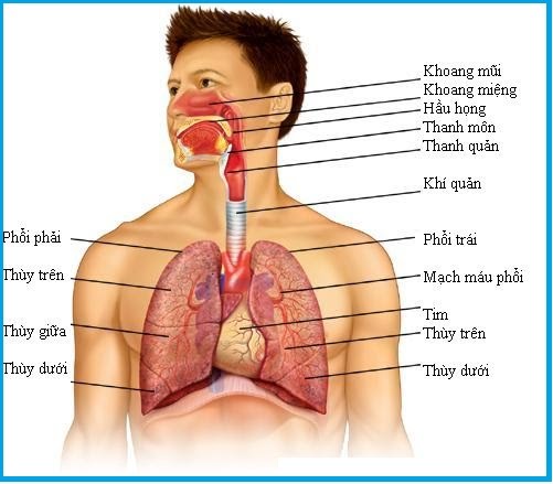 Các cơ quan thuộc hệ hô hấp: Cấu trúc, Chức năng và Sức khỏe