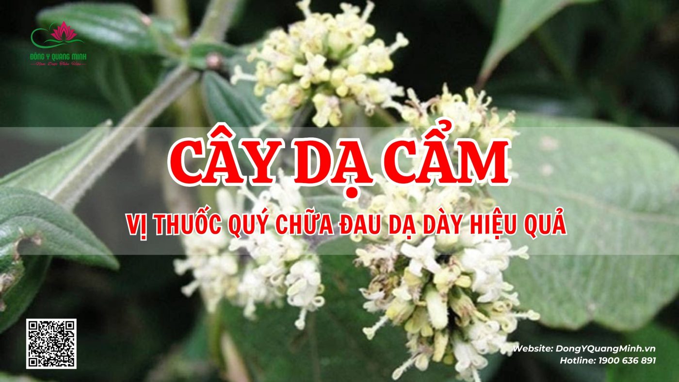 cây dạ cẩm