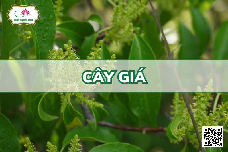 Cây Giá - Vị Thuốc Trị Các Vết Loét, Mụn Nhọt