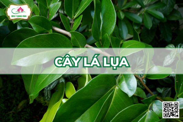 Cây lá lụa