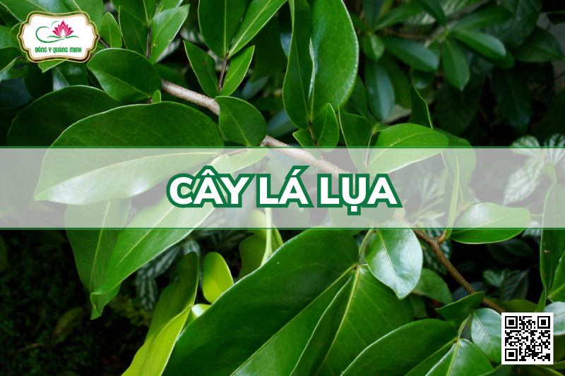 Cây lá lụa
