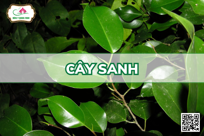 Cây sanh