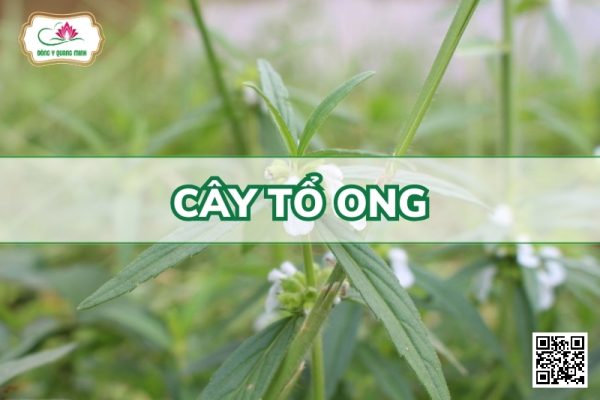 Cây Tổ Ong - Vị Thuốc Nhiều Công Dụng Ít Được Biết Đến